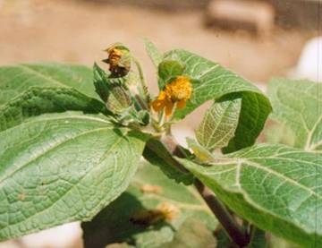 Yacon  Andino: Inulina diabete